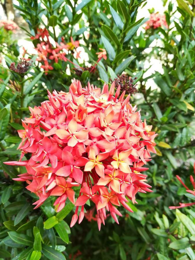 Tropical Apartments Tobago Scarborough Luaran gambar